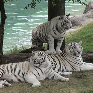 Odisha-Wildlife-Tour-Packages