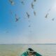 tempo-traveller-for-chilika-lake-trip-comfortable-group-travel-guide
