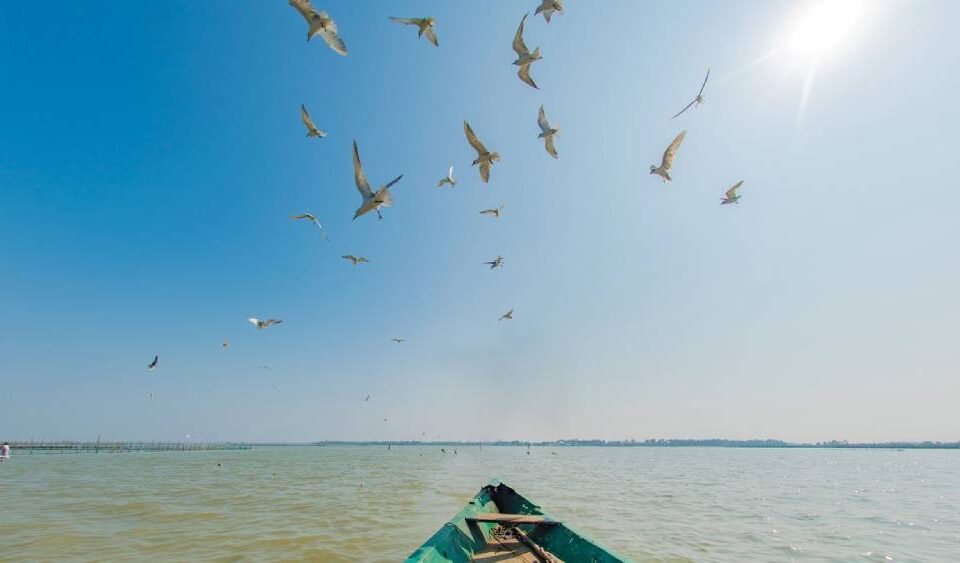 tempo-traveller-for-chilika-lake-trip-comfortable-group-travel-guide
